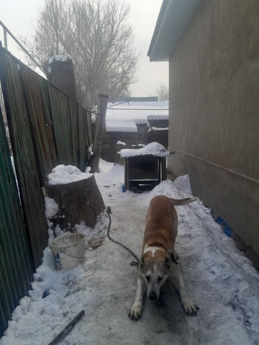 Продам сучку алабая