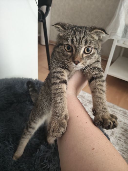 Отдам котенка в добрые руки