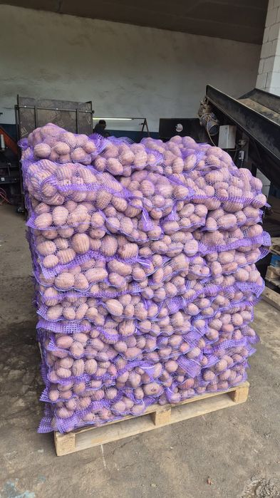 Cartofi polonia cantități mari