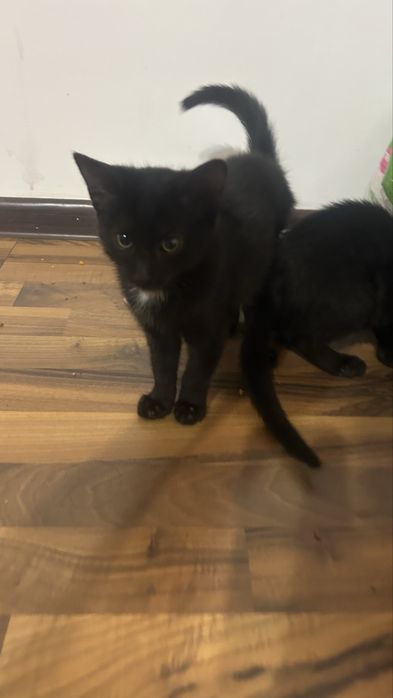Котенок мальчик !