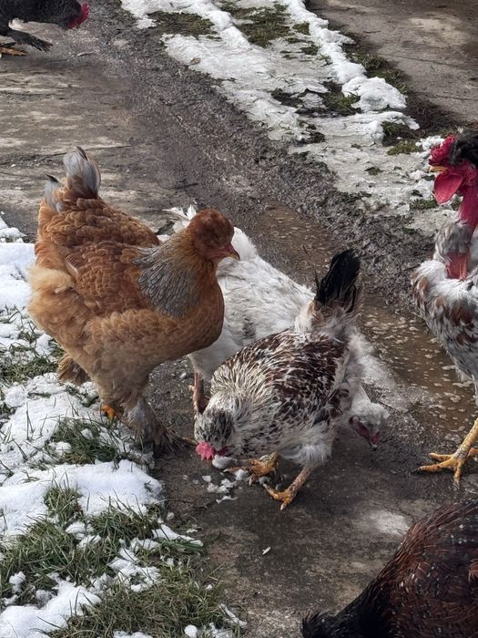 Oua gaini motate si barboase