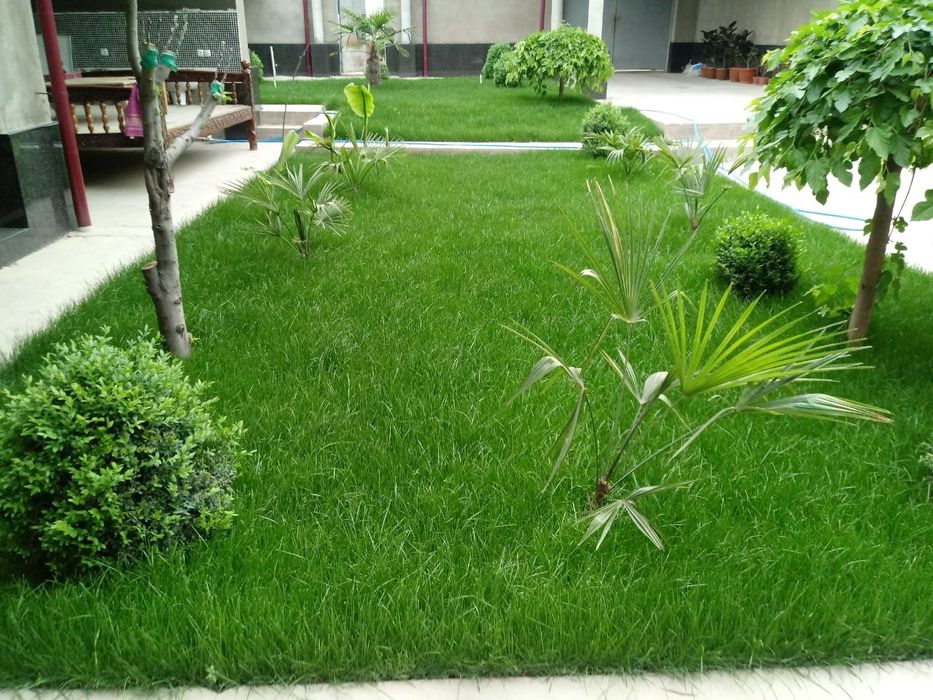 Gazon ekamiz sifati alo darajada