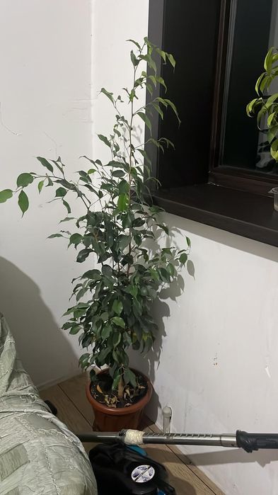 Продам фикусы Бенджамина