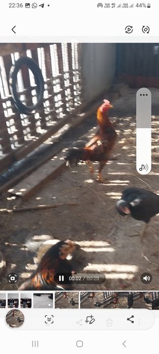 Дакан с даканкой