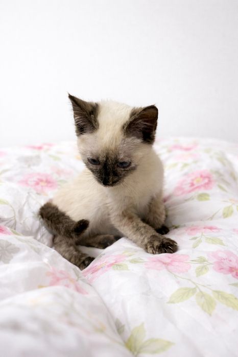 котик алматы алмалинский район