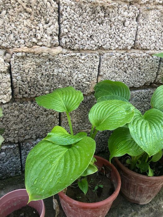 Хоста многолетнее растение