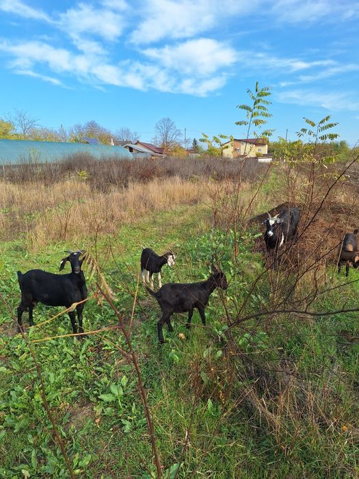 Vand 2 capre Anglo-Nubian si 3 iedute.
