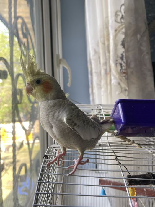 Птица папугай Корелла