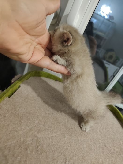 Эксклюзивный коротколапый мальчик Манчкин