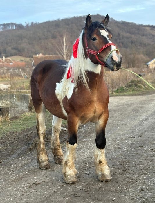 Armasar de rasă pentru monte