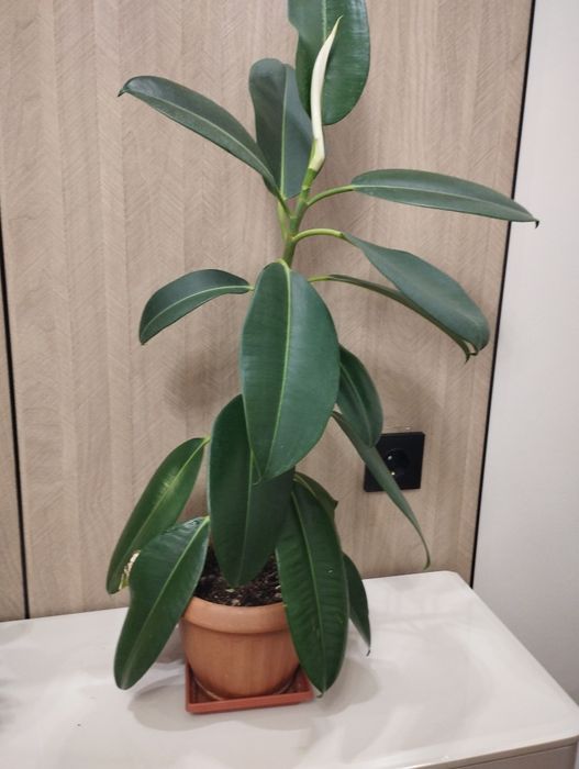 Комнатные цветы продам