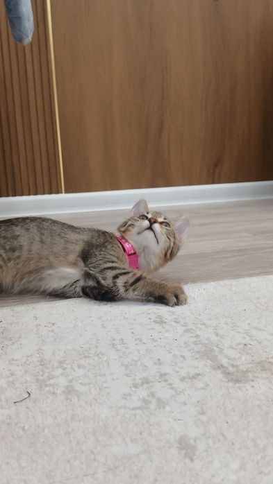 Отдам в хорошую руку