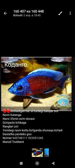Африканиски молекла сотилади