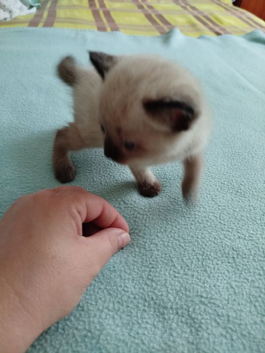 Отдам котят в добрые руки