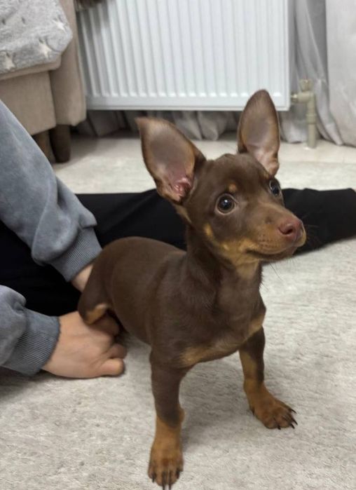 Тойтерьер мини смесь