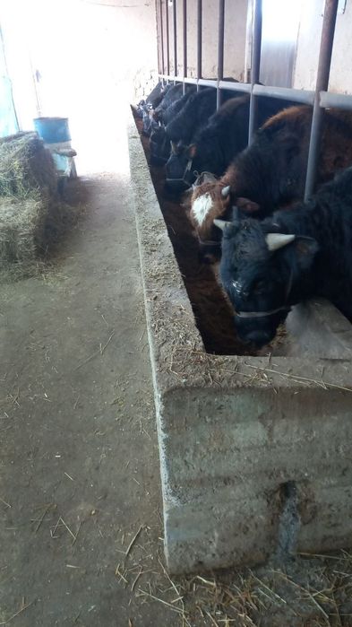 17 бош, ёшига тўлган гибрид ва местный буқалар сотилади, ҳаммаси соғло