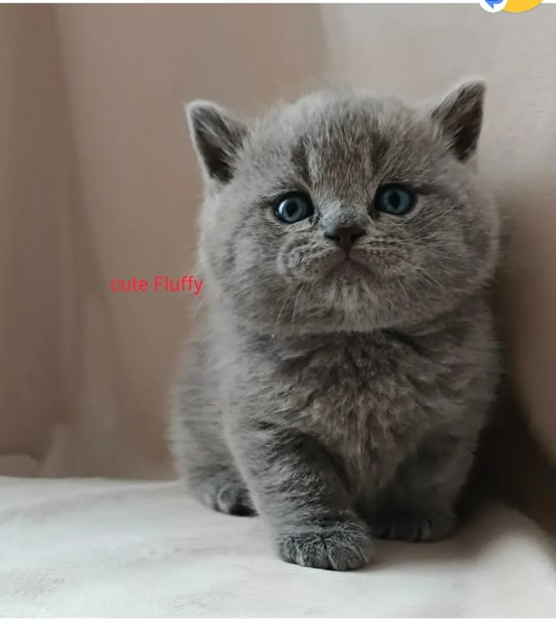 Плюшевые мишки  Сute Flyffy