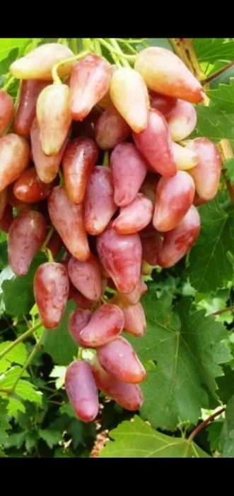 Саженцы винограда