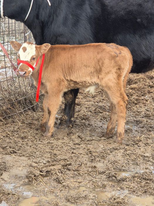 Бузаулы сиыр сатылады 10лит сутті бар