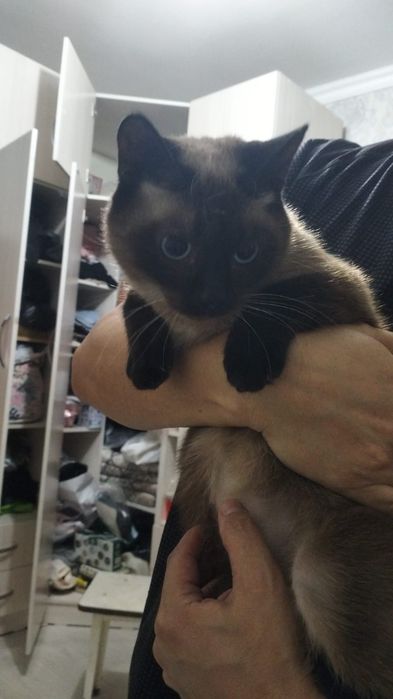 Кошка Тайской породы