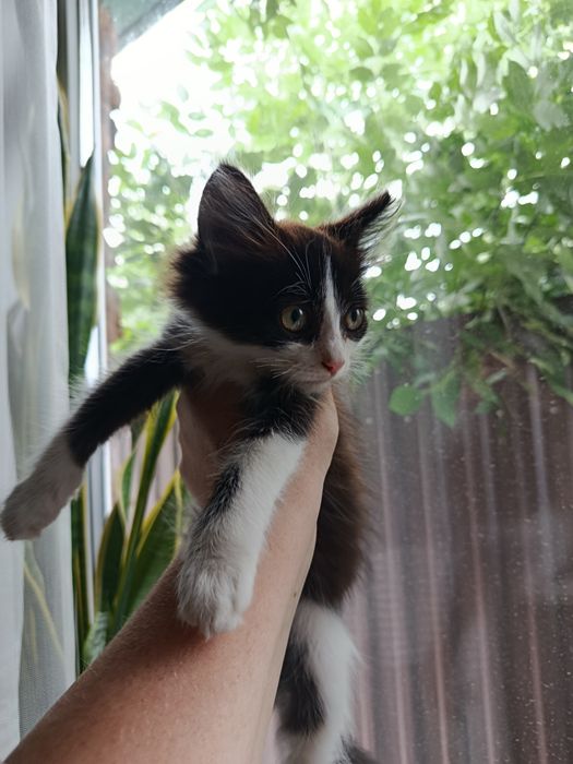 Котенок, девочка, 2 месяца