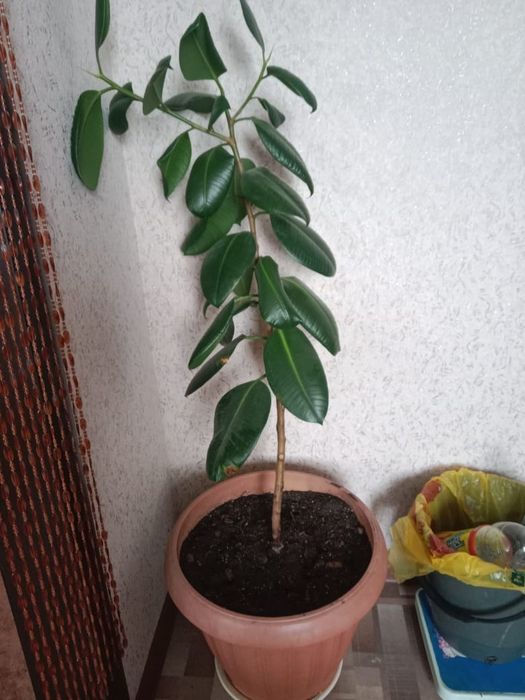 Продам цветы для дома или офиса