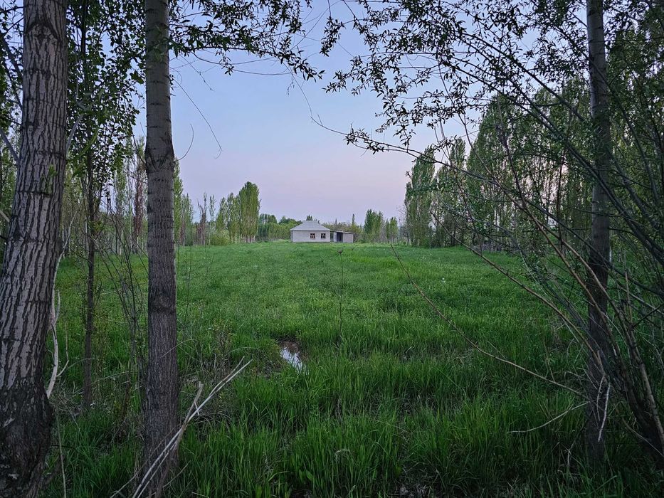 Продается дом с большим участком 45 соток в поселке Курсой