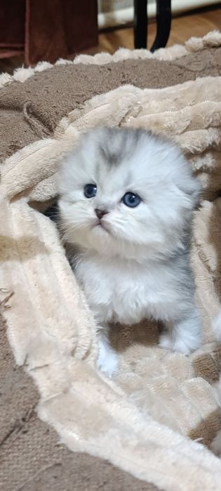 Продаются котята шотландской породы