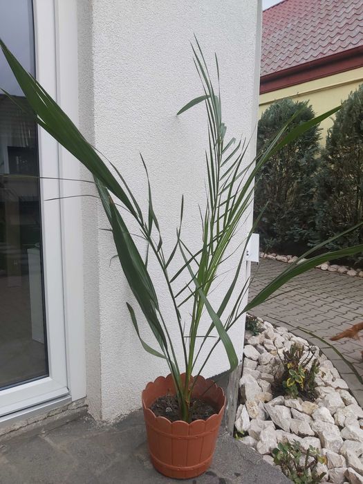 Palmier phoenix canariensis