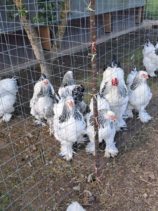 De vânzare gaini brahma !