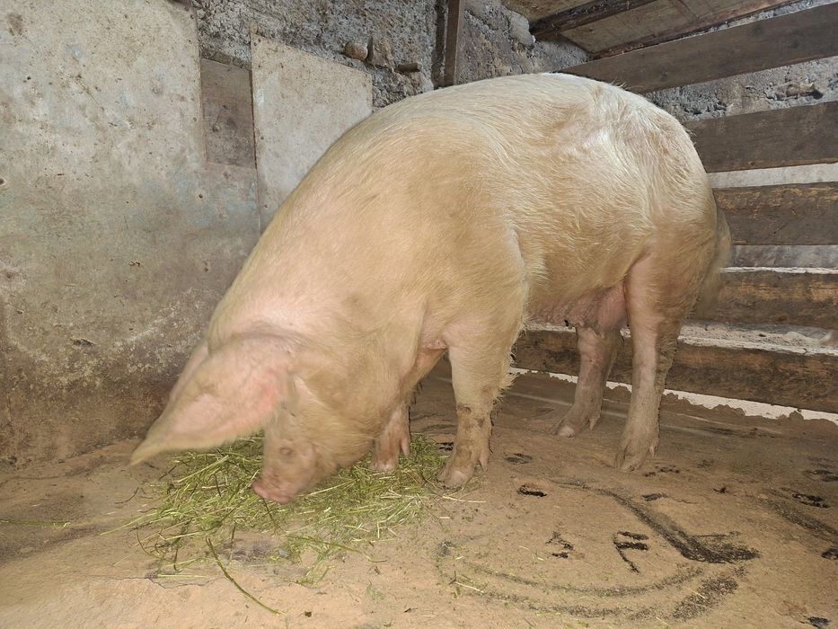 Свинья крупной породы