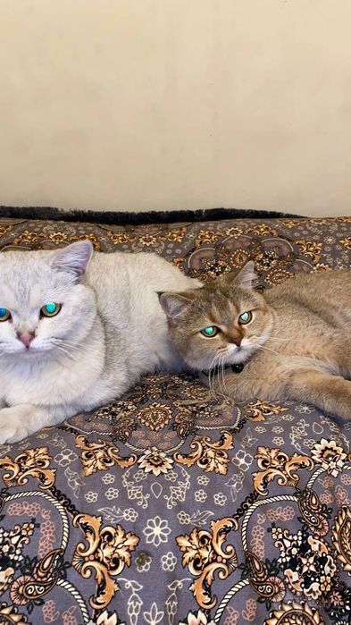 Золотистая и серебристая шиншилла