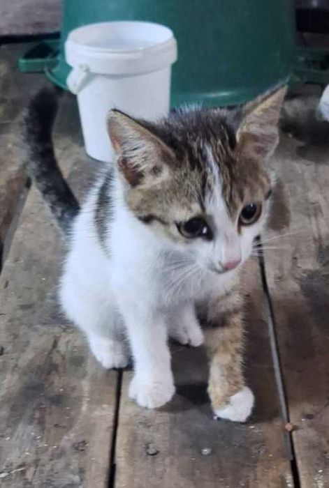 Котёнок мальчик 4 месяца
