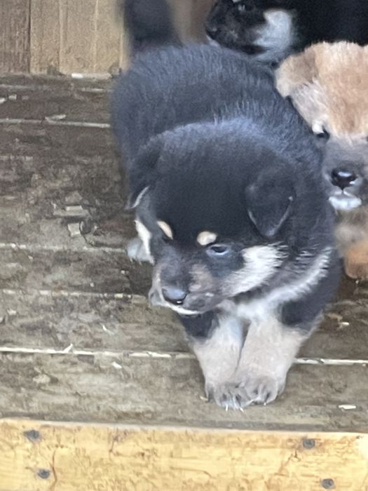 продаю щенков сибы японской