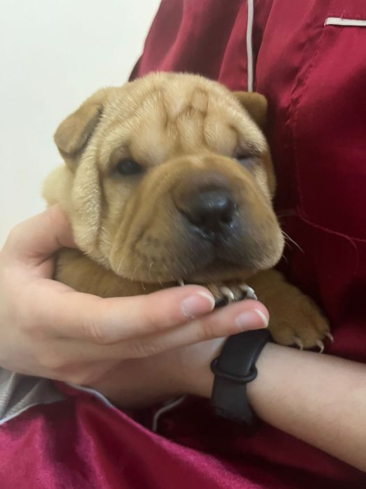 Щенки американского шарпея