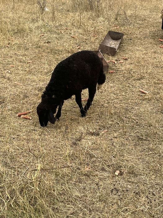 Vand berbc carabas de 4 ani si 2 miele de anul acesta cele negre sau schimb cu oi asau alte animale