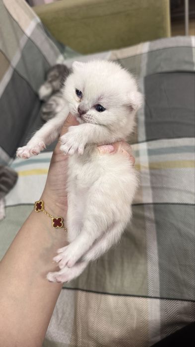 шотландские котята