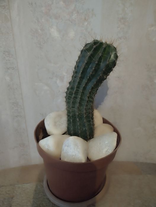 Растения по тысячи .