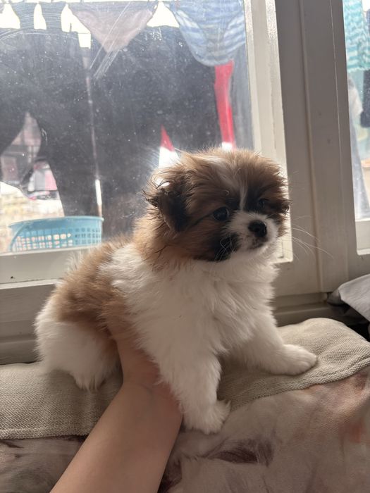 Померан-хин-уникално