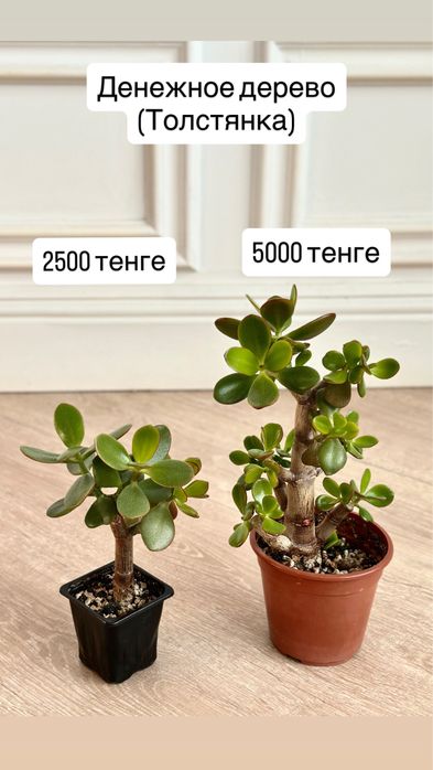 Денежное дерево, крассула хоббит