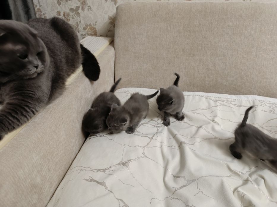 Продам котят британцев