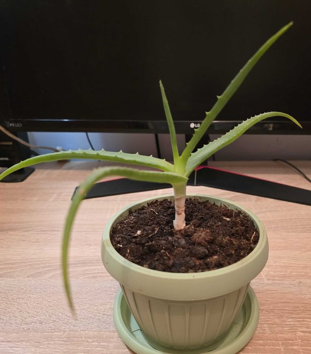 Ghiveci cu aloe vera