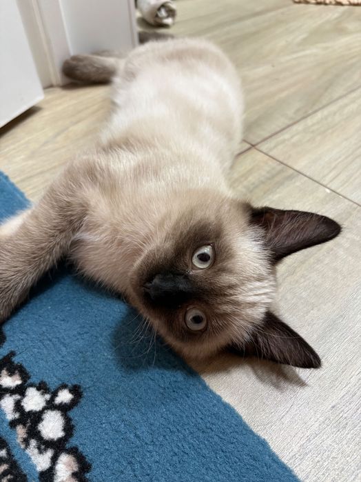 Отдам котенкаМия