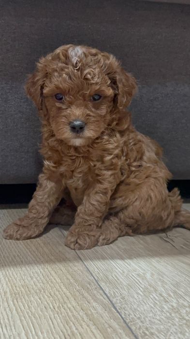 Щенки той пуделя