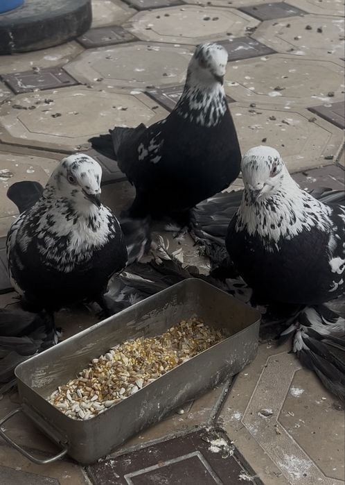 Продам голубей.