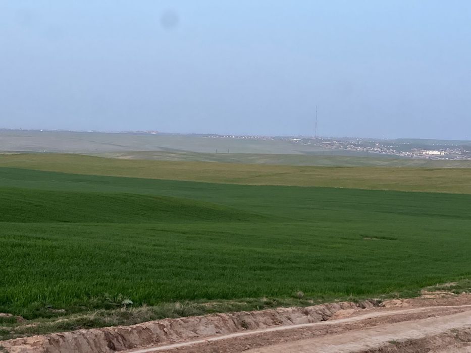 Ұрықтық бидай сатылады