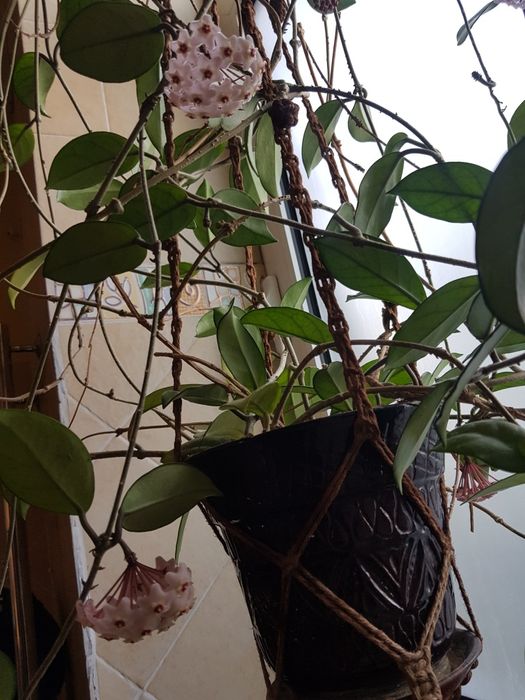 Растения комнатные