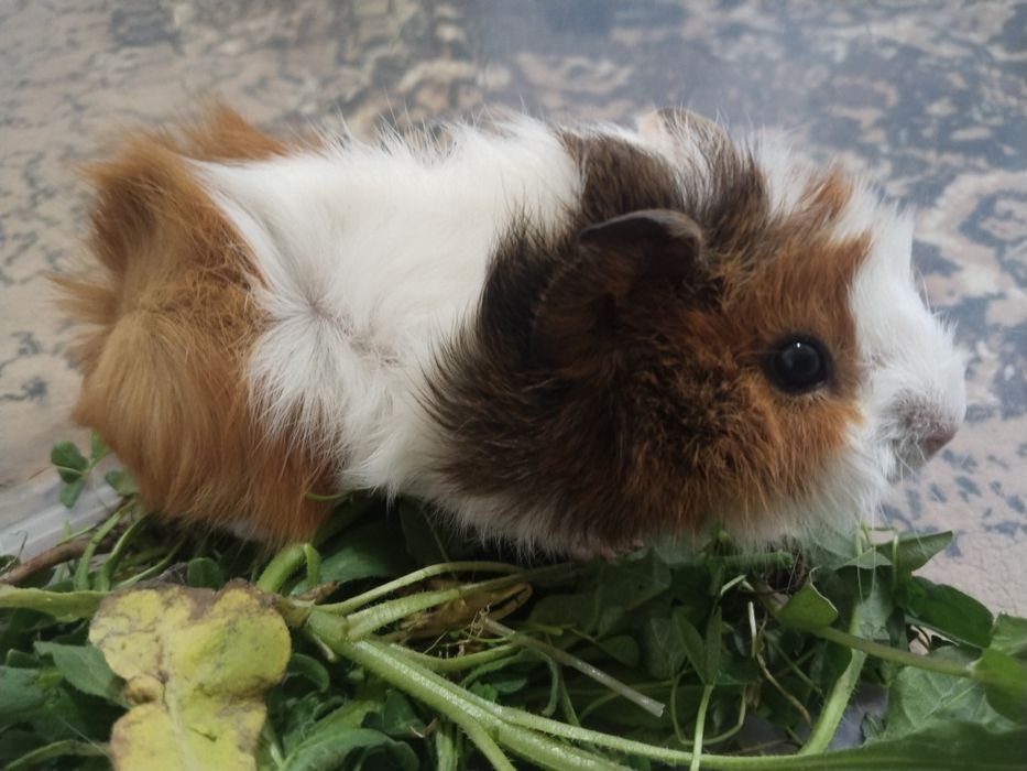 Морские свинки добродушные животные домашние