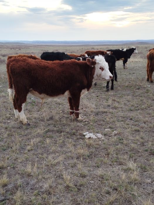 Бұқалар сатылады