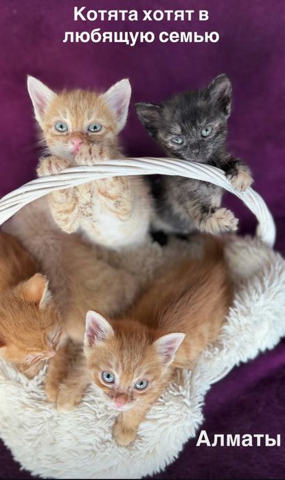 Отдам котят в добрые руки